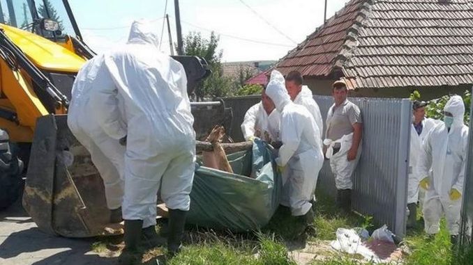 Pesta porcină face ravagii în România! Sute de porci au fost uciși. Localnicii, la pământ