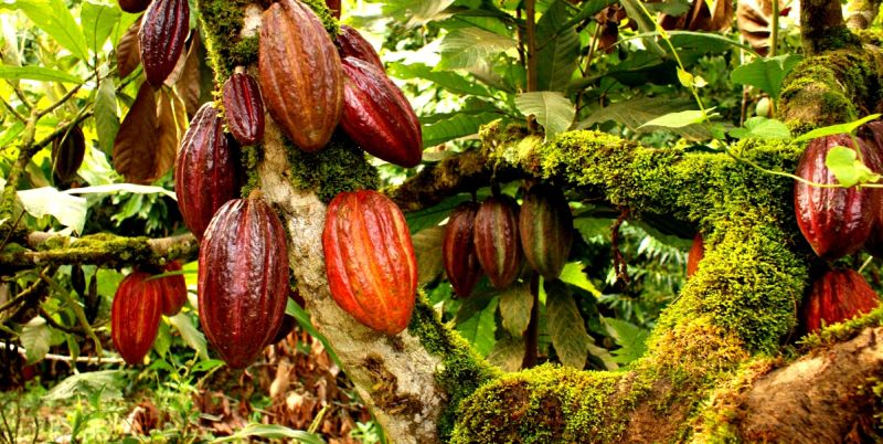 Theobroma cacao: 12 lucruri inedite despre „hrana zeilor ...