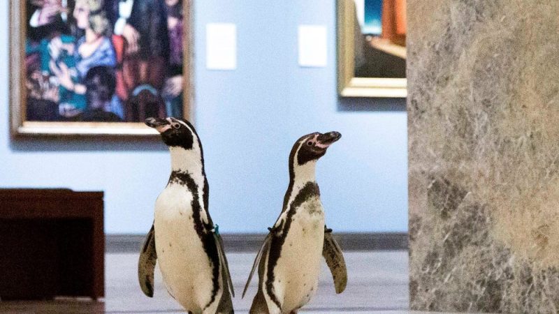 pinguinii/ muzeu/ Sursa foto: The Nelson-Atkins Museum of Art