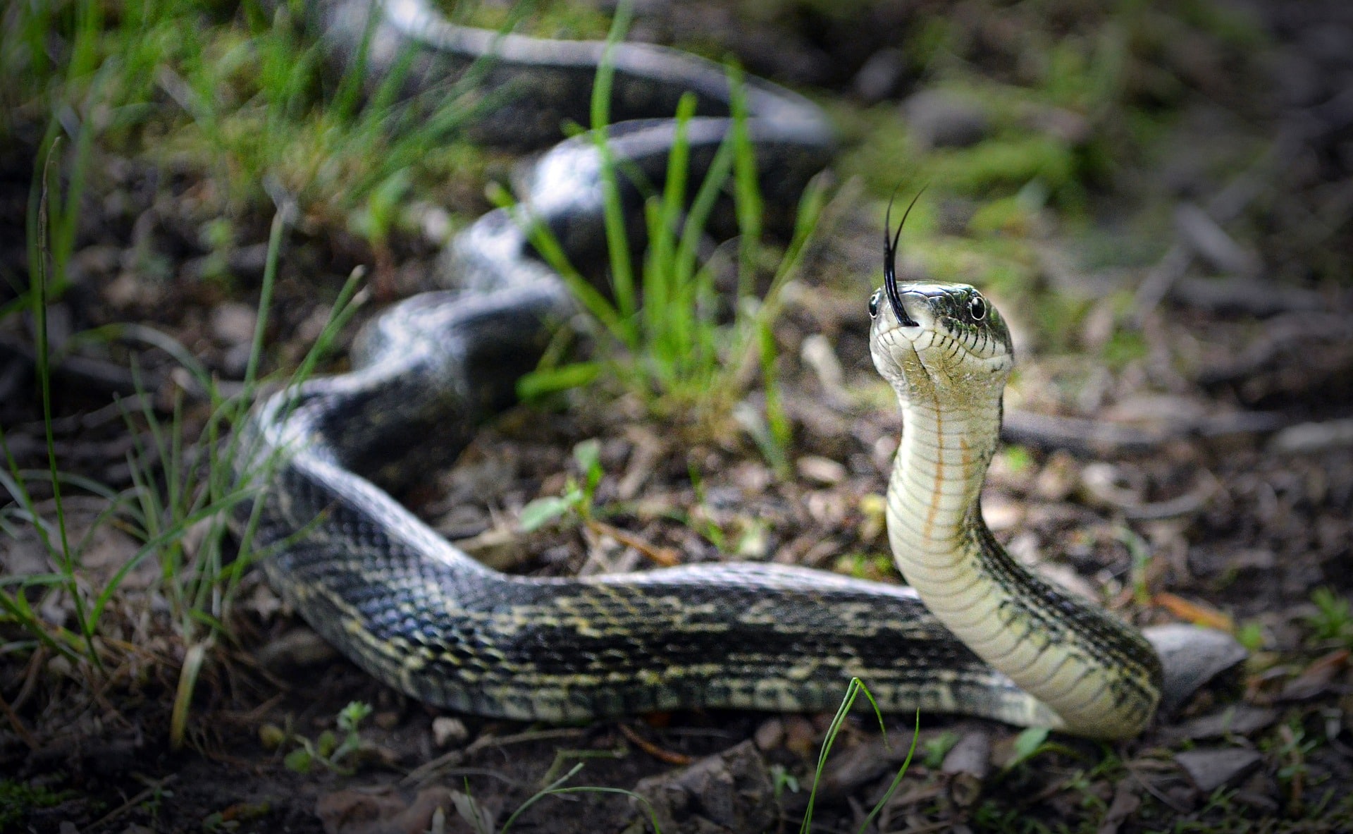 Какой праздник змей. Змеи Волго Ахтубинской Поймы. Змеи в природе. Змей на природе.