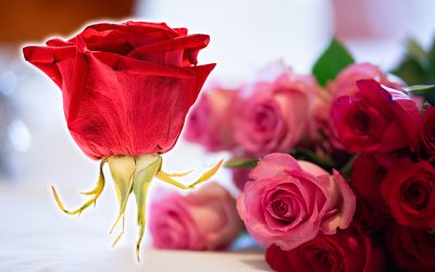 Cel mai tare test pentru îndrăgostiți. Spune-ne ce trandafir ai primit de Valentine s Day, ca să-ți spunem totul despre relația ta!