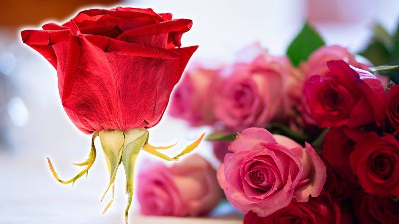 Cel mai tare test pentru îndrăgostiți. Spune-ne ce trandafir ai primit de Valentine s Day, ca să-ți spunem totul despre relația ta!