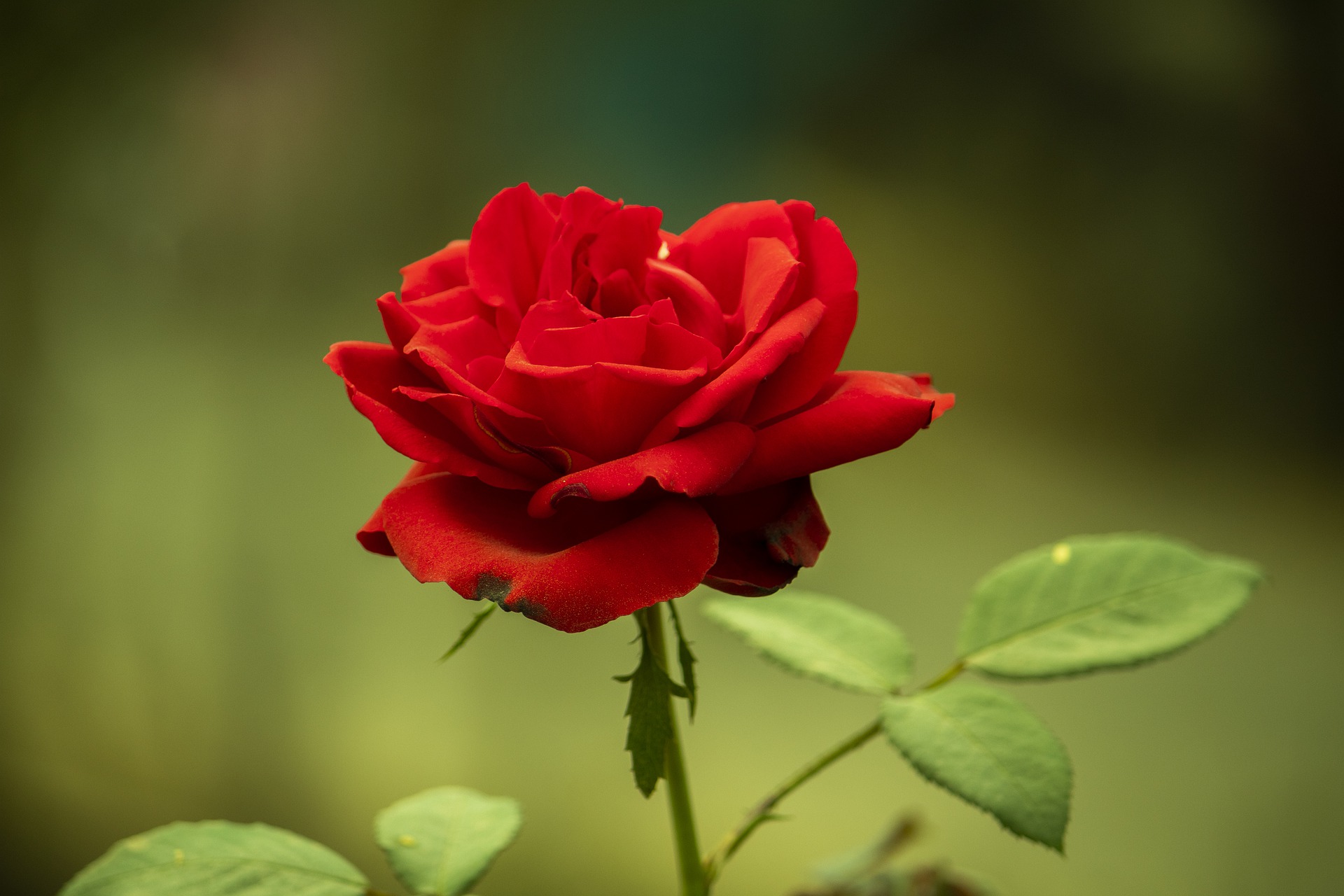 Cel mai tare test pentru îndrăgostiți. Spune-ne ce trandafir ai primit de Valentine s Day, ca să-ți spunem totul despre relația ta! 