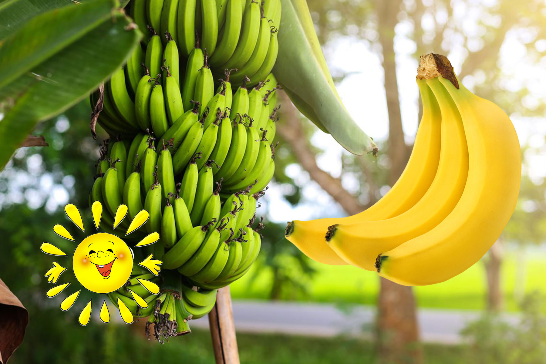 De ce sunt bananele curbate. Explicația îți va da mintea peste cap