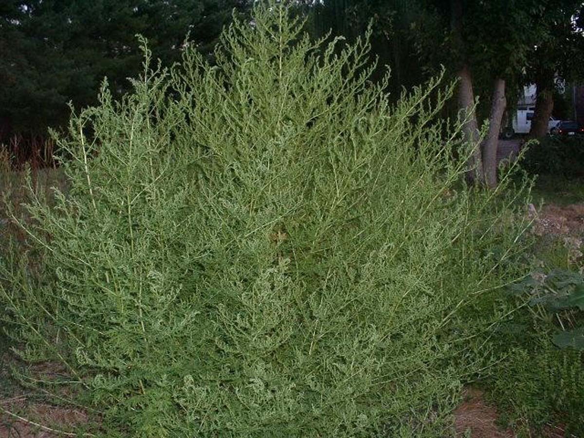 Полынь лимонная (Artemisia balchanorum)