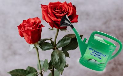 Ce se întâmplă dacă stropești cu apă și bicarbonat de sodiu trandafirii din grădină. Toate femeile trebuie să știe asta