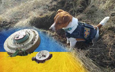 Cine este Patron, câinele-erou folosit în depistarea minelor. Este mâna dreaptă a salvatorilor ucraineni! FOTO