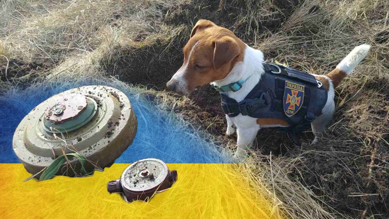 Cine este Patron, câinele-erou folosit în depistarea minelor. Este mâna dreaptă a salvatorilor ucraineni! FOTO