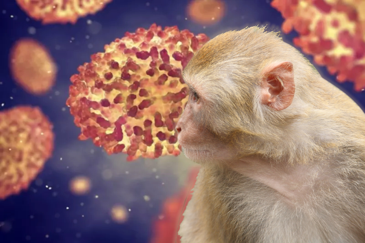 Prima țară care introduce carantină obligatorie pentru variola maimuței