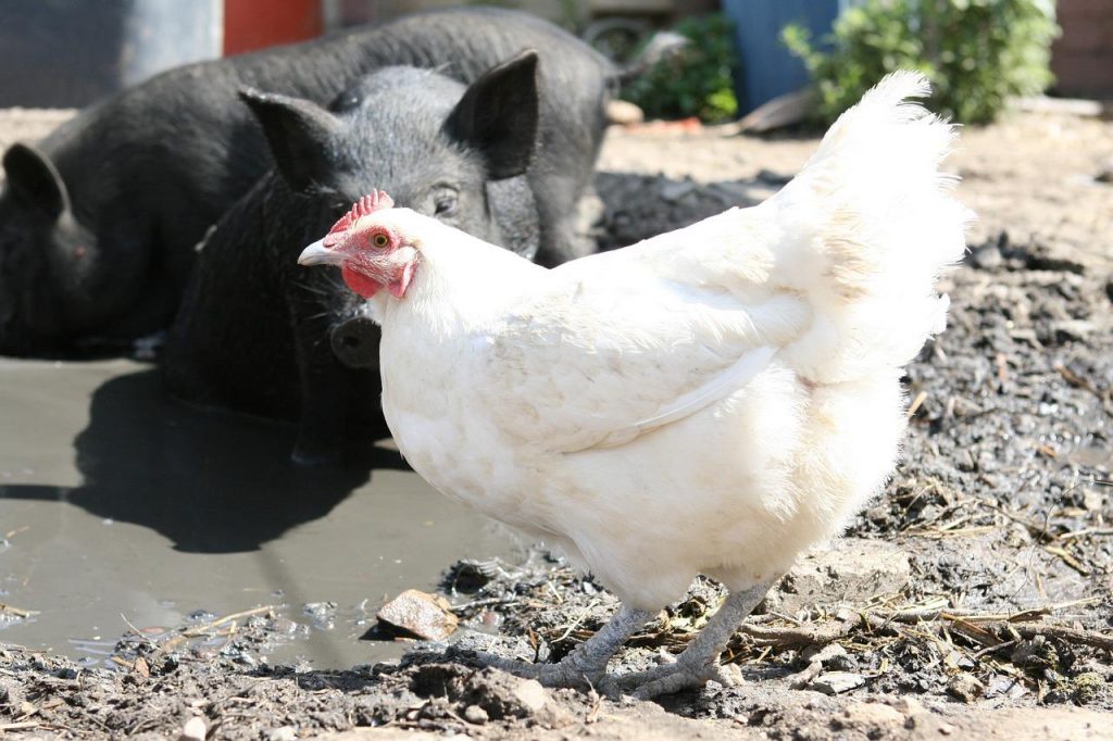 Este lege! Orașul din România unde oamenilor le este interzis să mai crească animale. Amenzile sunt uriașe