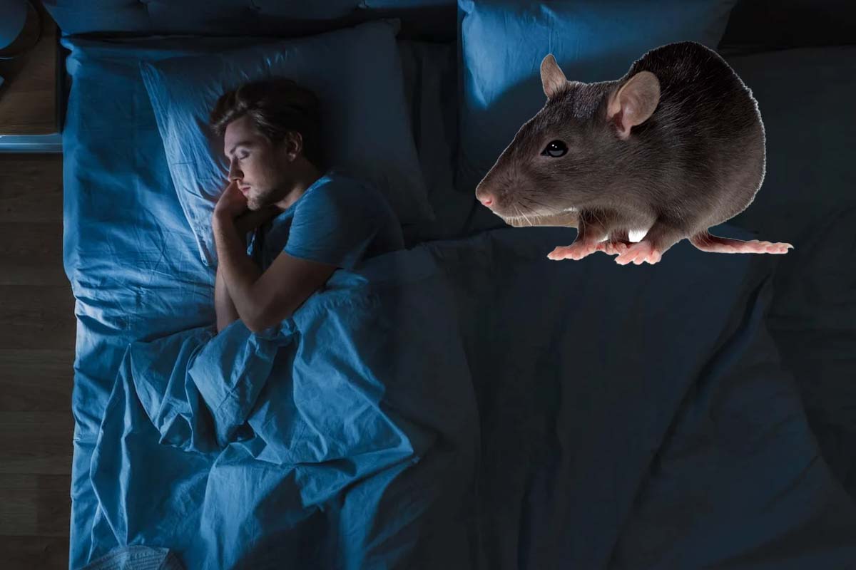 Ce Inseamna Cand Visezi Soareci Mici Ce înseamnă când visezi șoareci. Explicația îți va da fiori