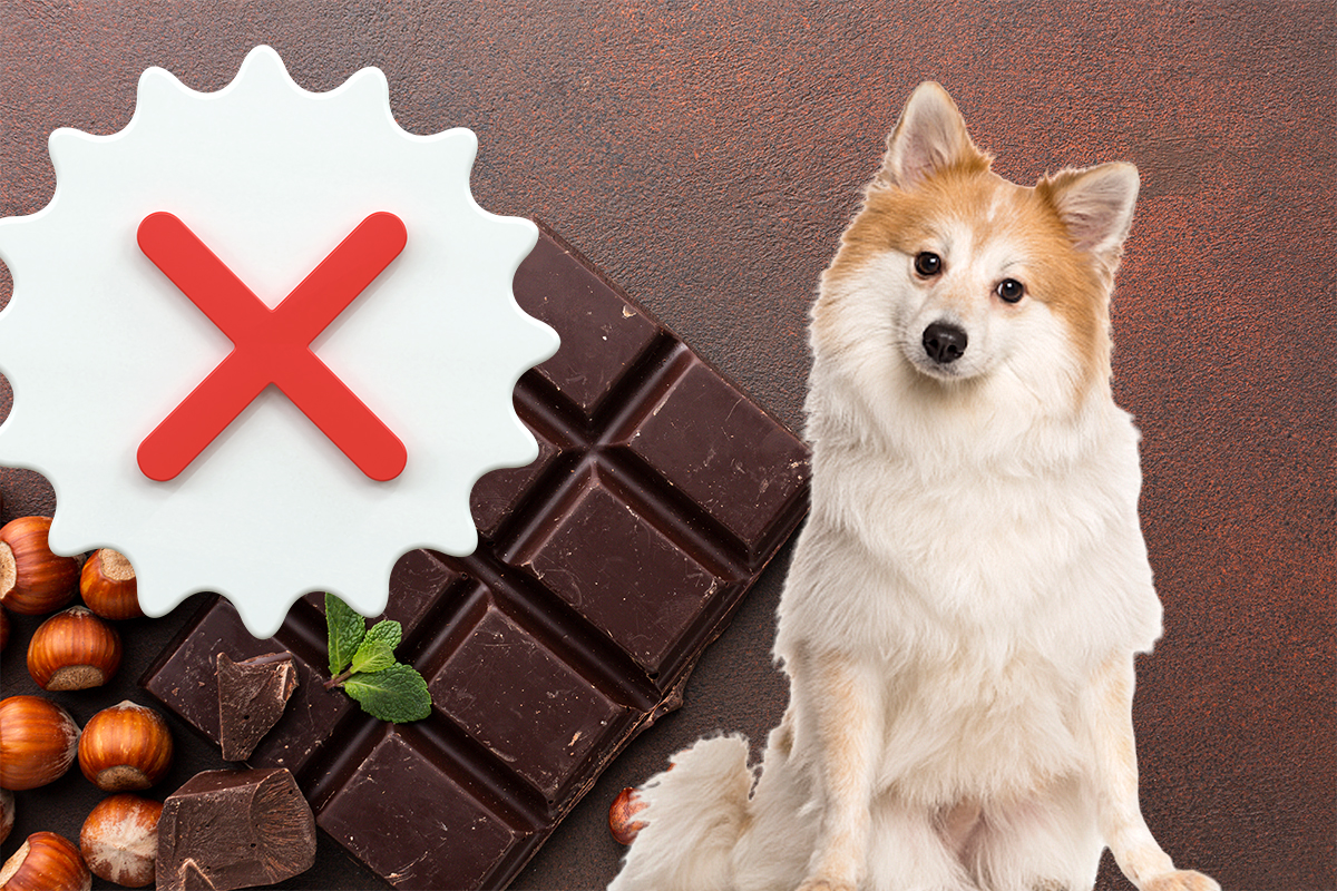 Nu-i da sub nicio formă ciocolată, câinelui tău. Iată ce alimente trebuie evitate pentru ca blănosul tău să fie sănătos