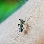 Ce-i atrage pe țânțarii către anumiți oameni? Iată ce NU trebuie să faci pe timp de vară
