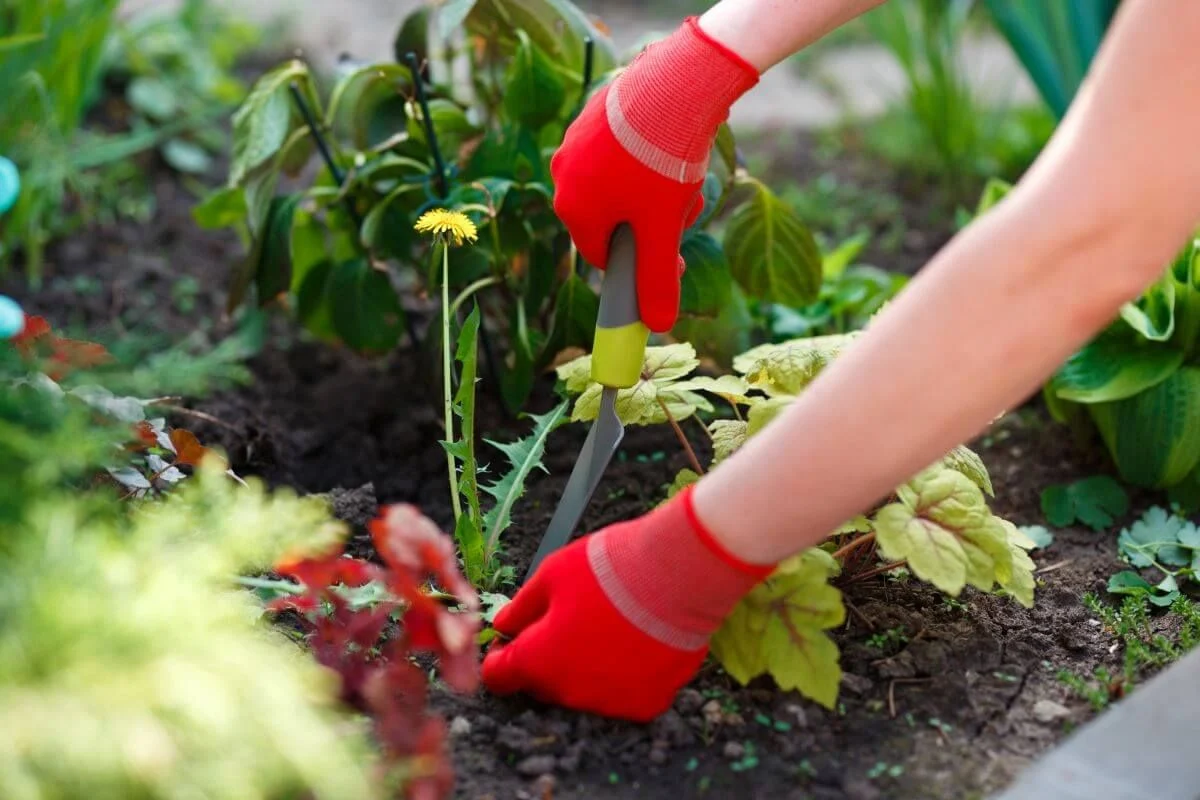 Scapă acum de buruienile din grădină. Iată cele mai eficiente soluții naturale, care nu afectează plantele