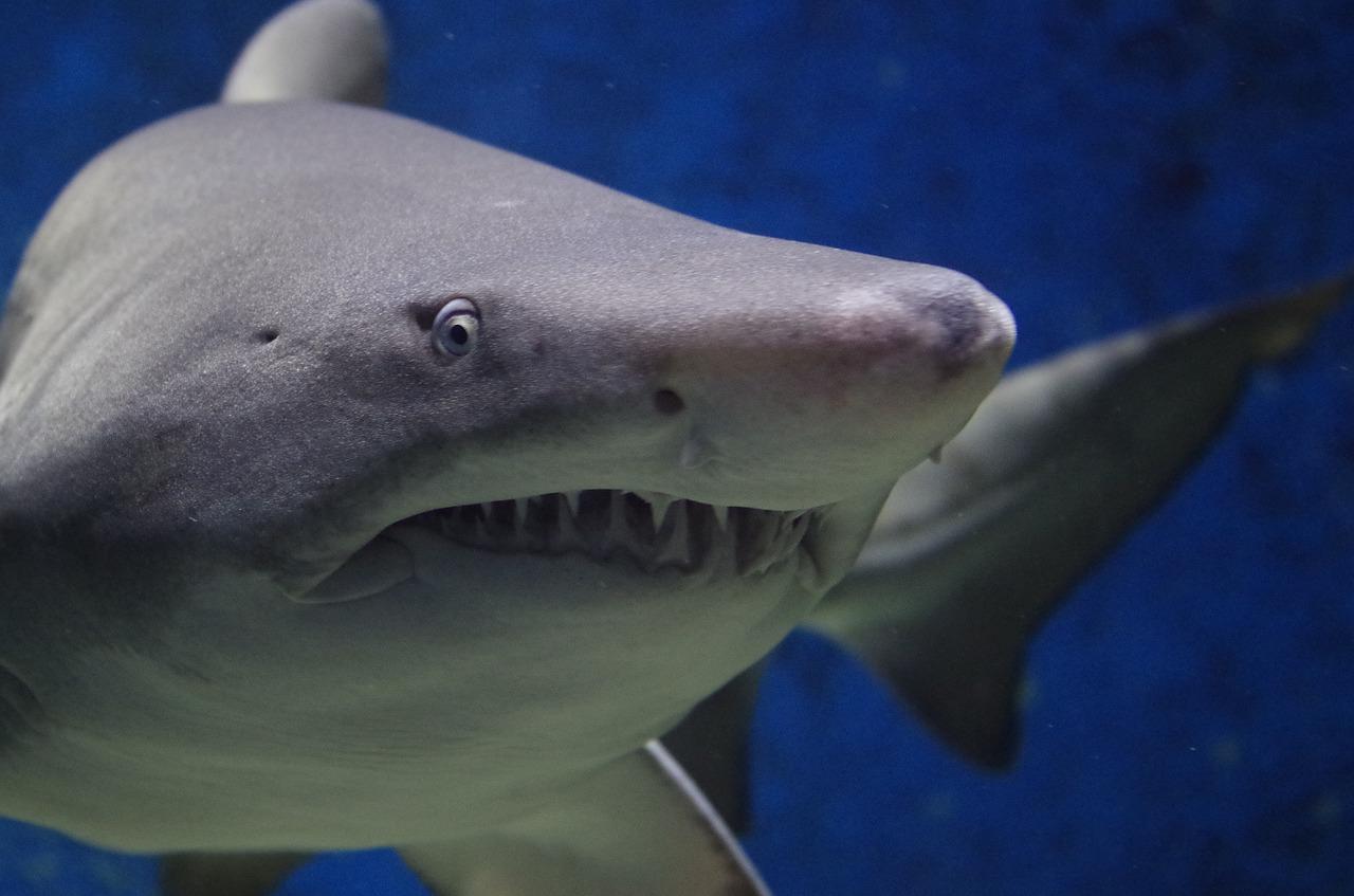 Înfiorător! De ce au atacat, de fapt, rechinii în Egipt. Biolog marin: Oamenii sunt amatori de selfie-uri