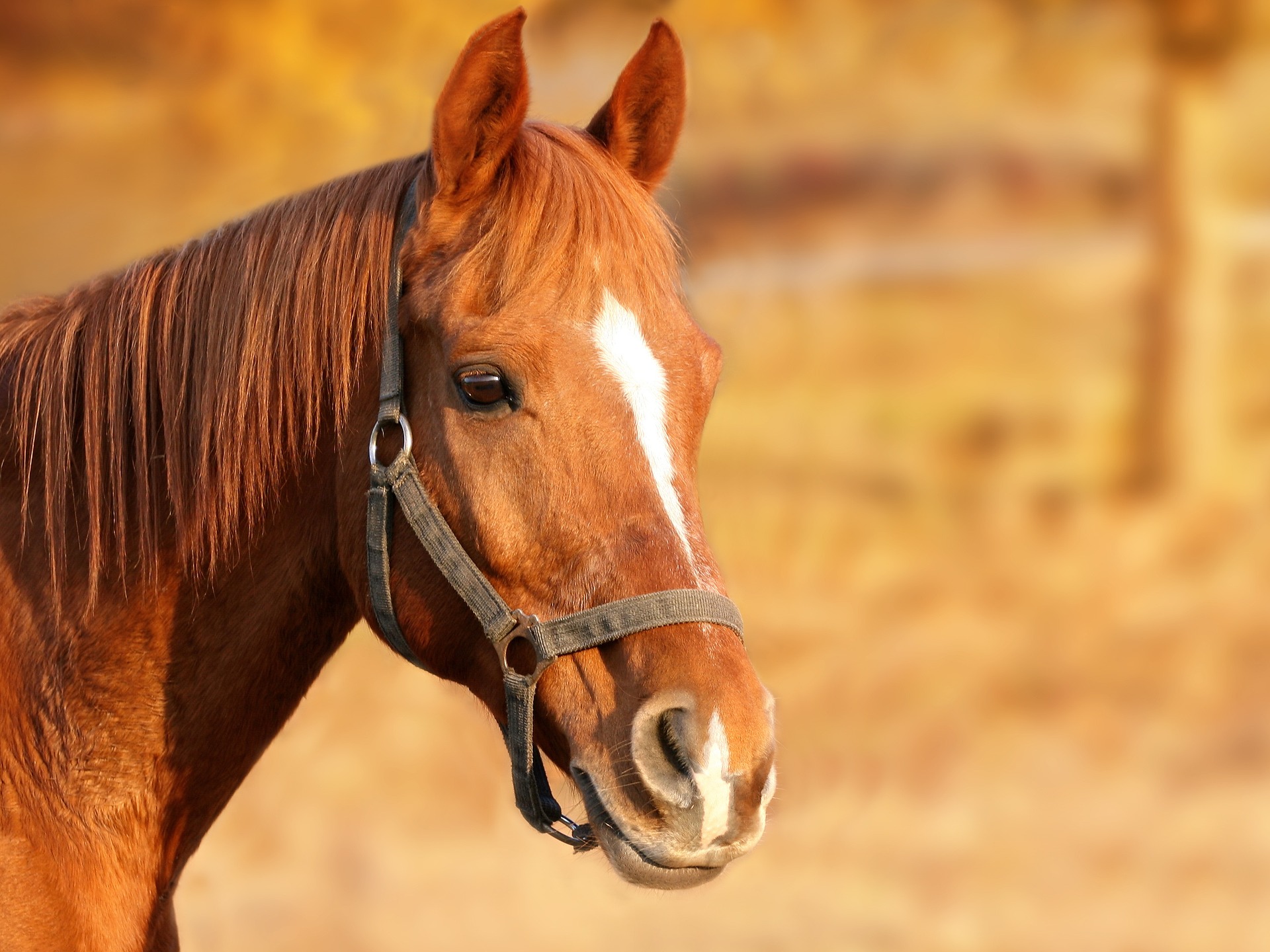 WEEKEND / De ce caii au o capacitate extraordinară de a ajuta oamenii. Există un mic secret în spatele acestui lucru