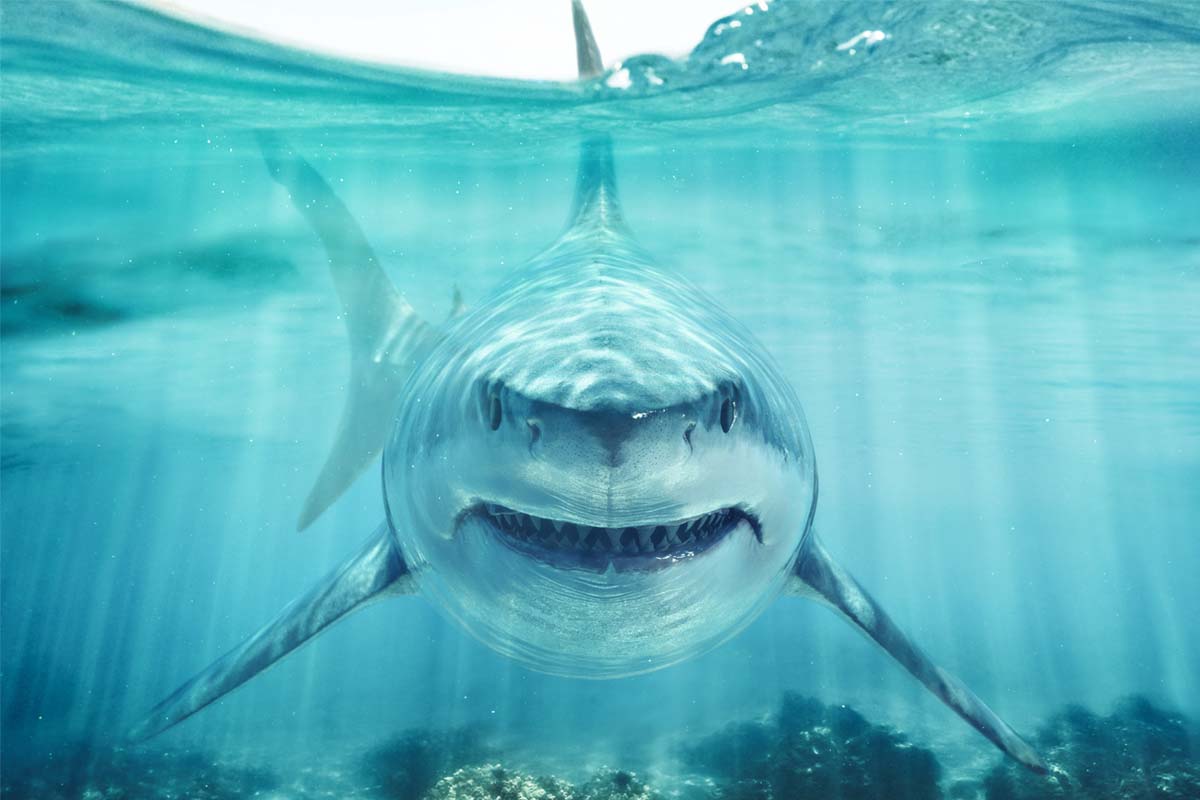 Imagini terifiante pe o plajă din Statele Unite. Doi rechini au fost surprinși înotând aproape de mal. VIDEO