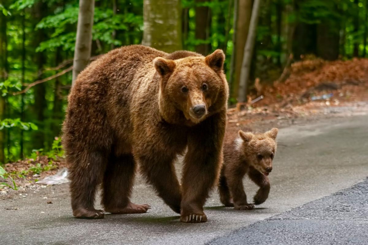 Un pui de urs „cere îmbrățișări” turiștilor. Imaginile de pe Transfăgărășan au făcut înconjurul internetului. VIDEO