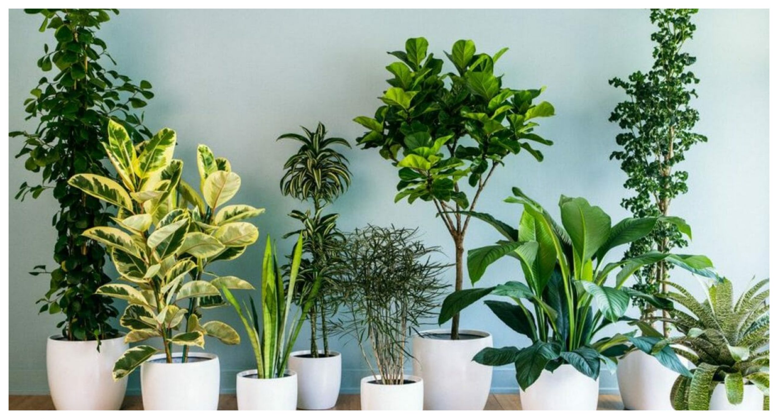 Plantele pe care este bine să le ai în casă toamna. Atrag banii și norocul