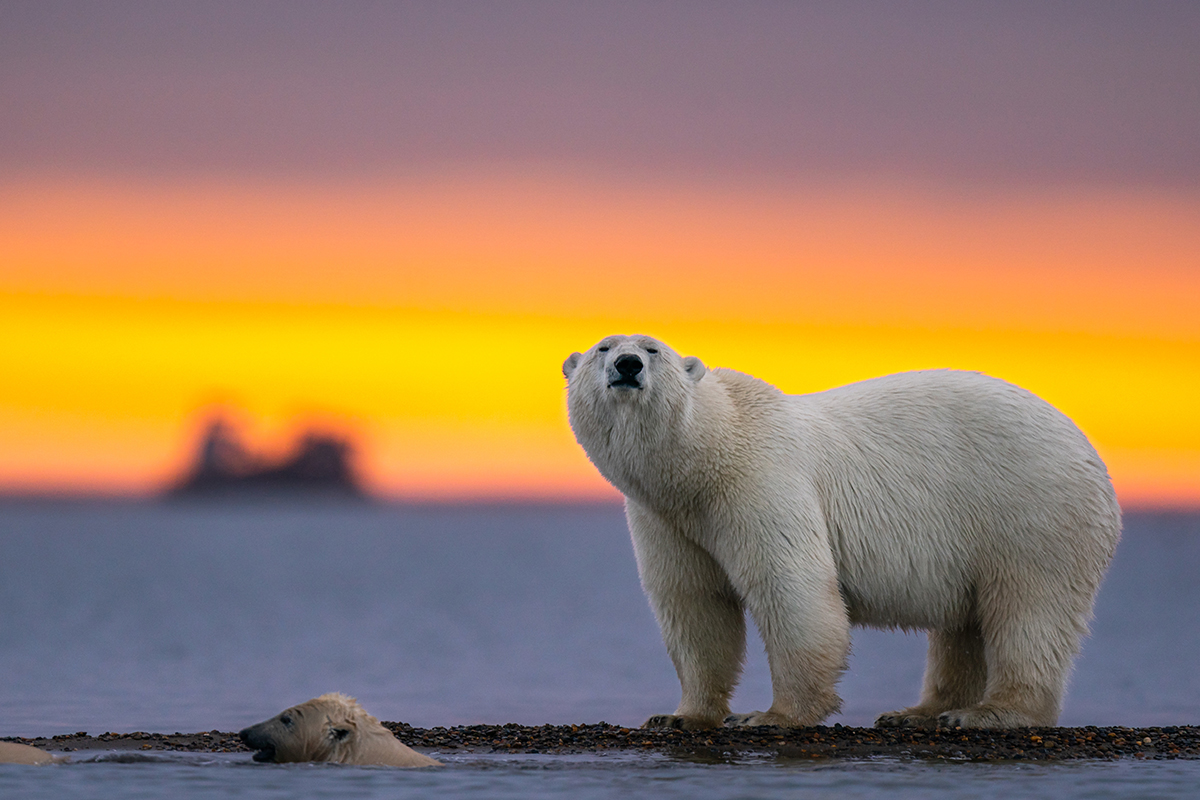 Provocarea zilei / Doar cei mai deștepți pot găsi ursul polar din această imagine