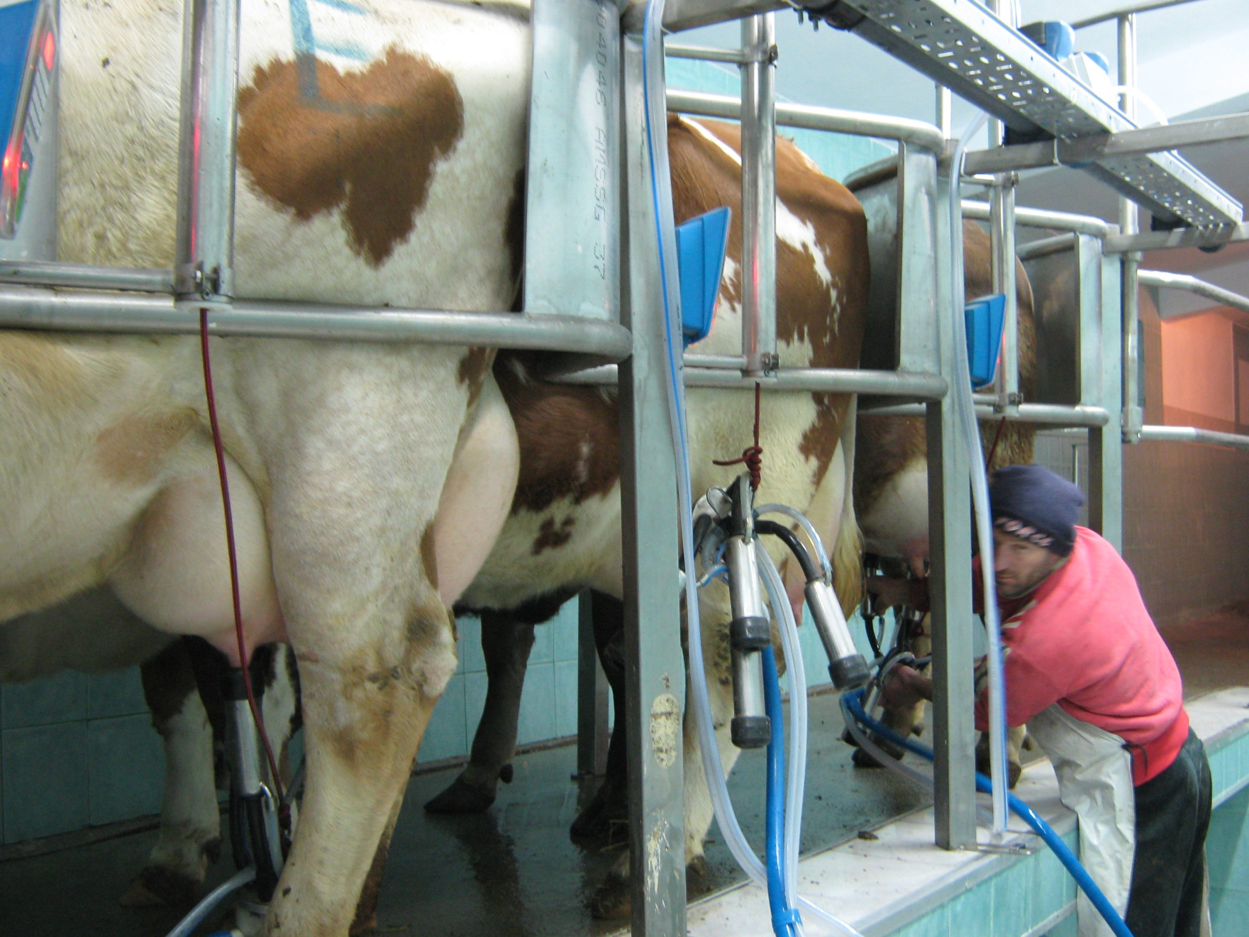 Mii de litri de lapte au ajuns la gunoi. Fermierii din România, protest legat de câștigurile mici