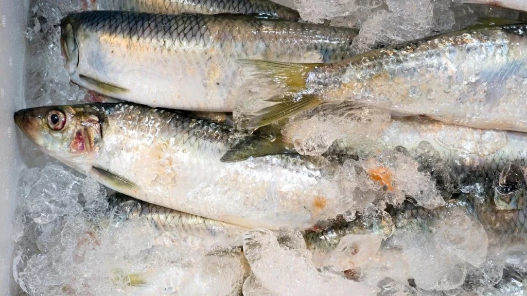Consumul de pește și fructe de mare pune în pericol omenirea! Rezultatele îngrijorătoare ale unui studiu amplu