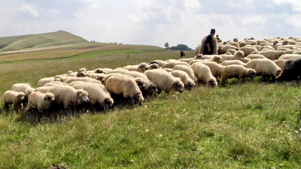 Apare o nouă lege în România! Se vor da amenzi pe bandă rulantă: Ei sunt românii vizați