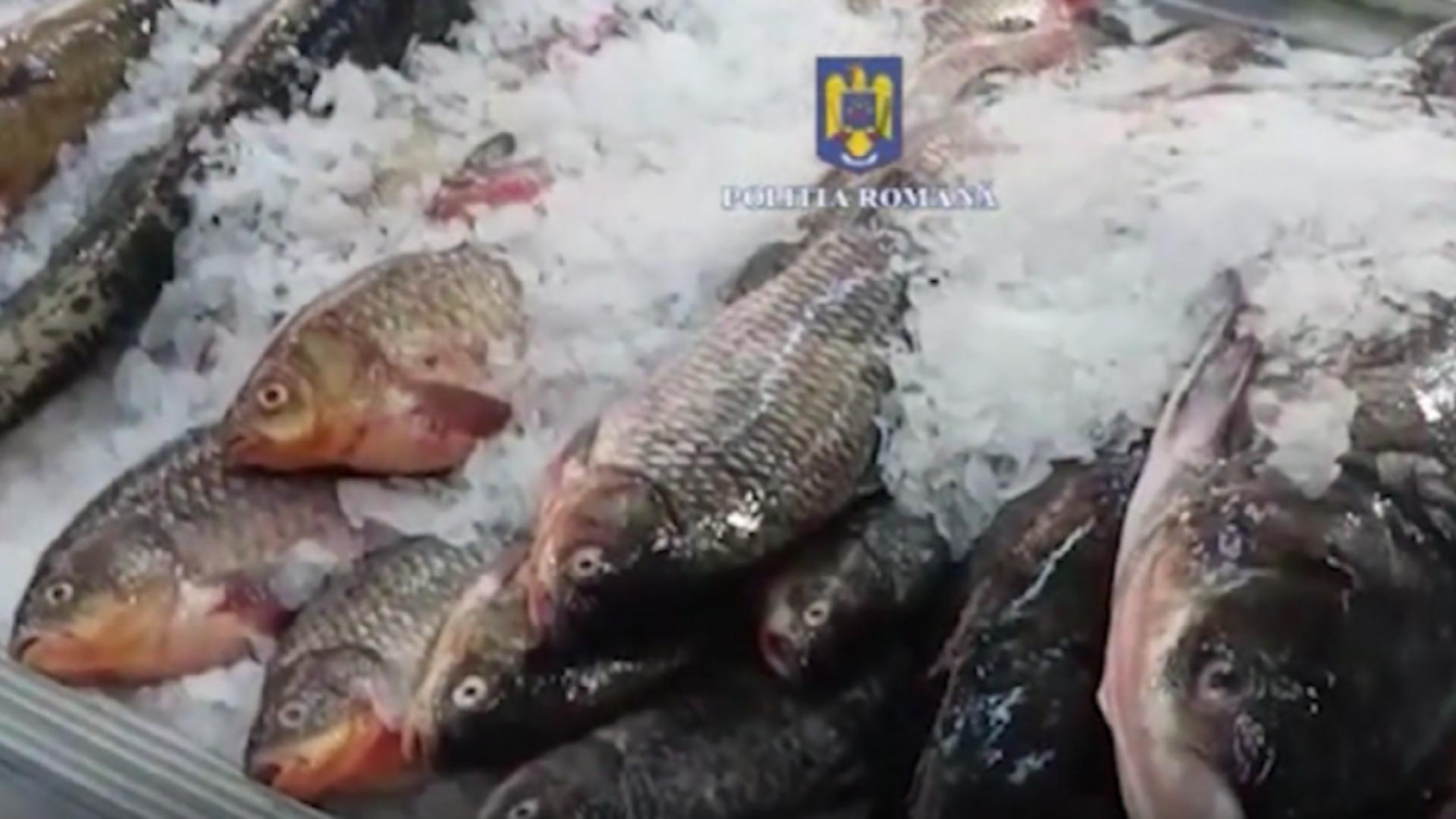Aveți grijă ce consumați! Peste 1300 de kilograme de pește, scos din opt piețe din București