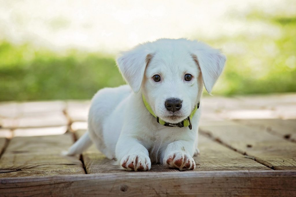 Obiceiul care pune în pericol sănătatea animalelor de companie! Cea mai mare greșeală pe care o fac stăpânii