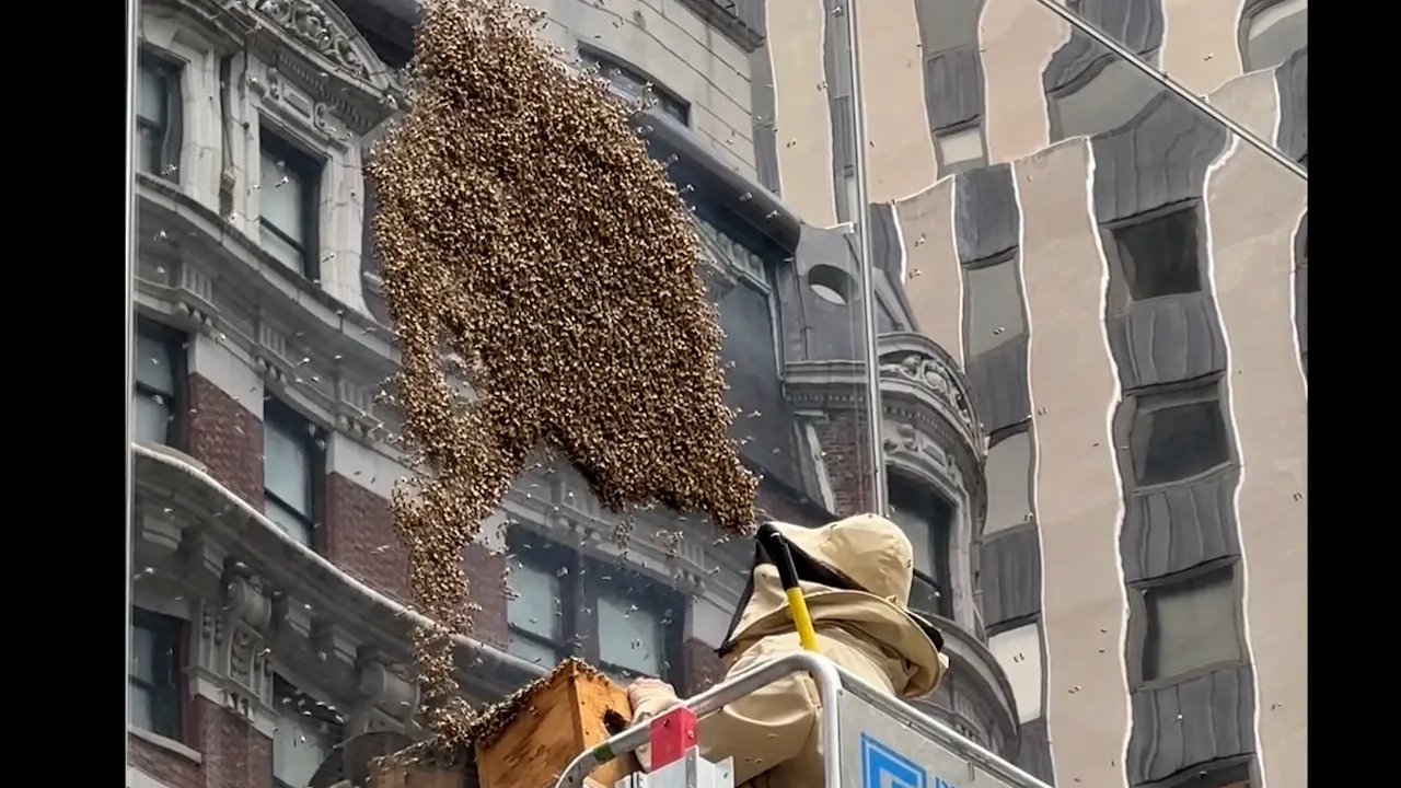 Imagini apocaliptice din New York. Albinele au luat cu asalt orașul. VIDEO