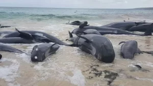 Zeci de balene moarte pe o plajă din Australia de Vest. Este al doilea incident de acest gen în ultimele zile