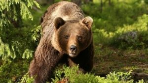 Urșii împânzesc localitățile.21 de mesaje RO-ALERT emise într-o singură zi