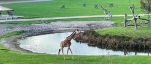 Safari la 3 ore distanță: Serengeti Park din Germania, Destinația de Aventură Accesibilă pentru Români