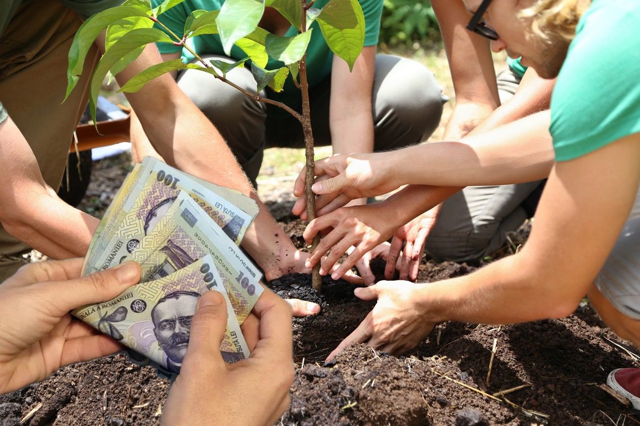 Statul oferă bani celor care plantează copaci printre blocuri! Vezi cine se poate înscrie în noul program al statului
