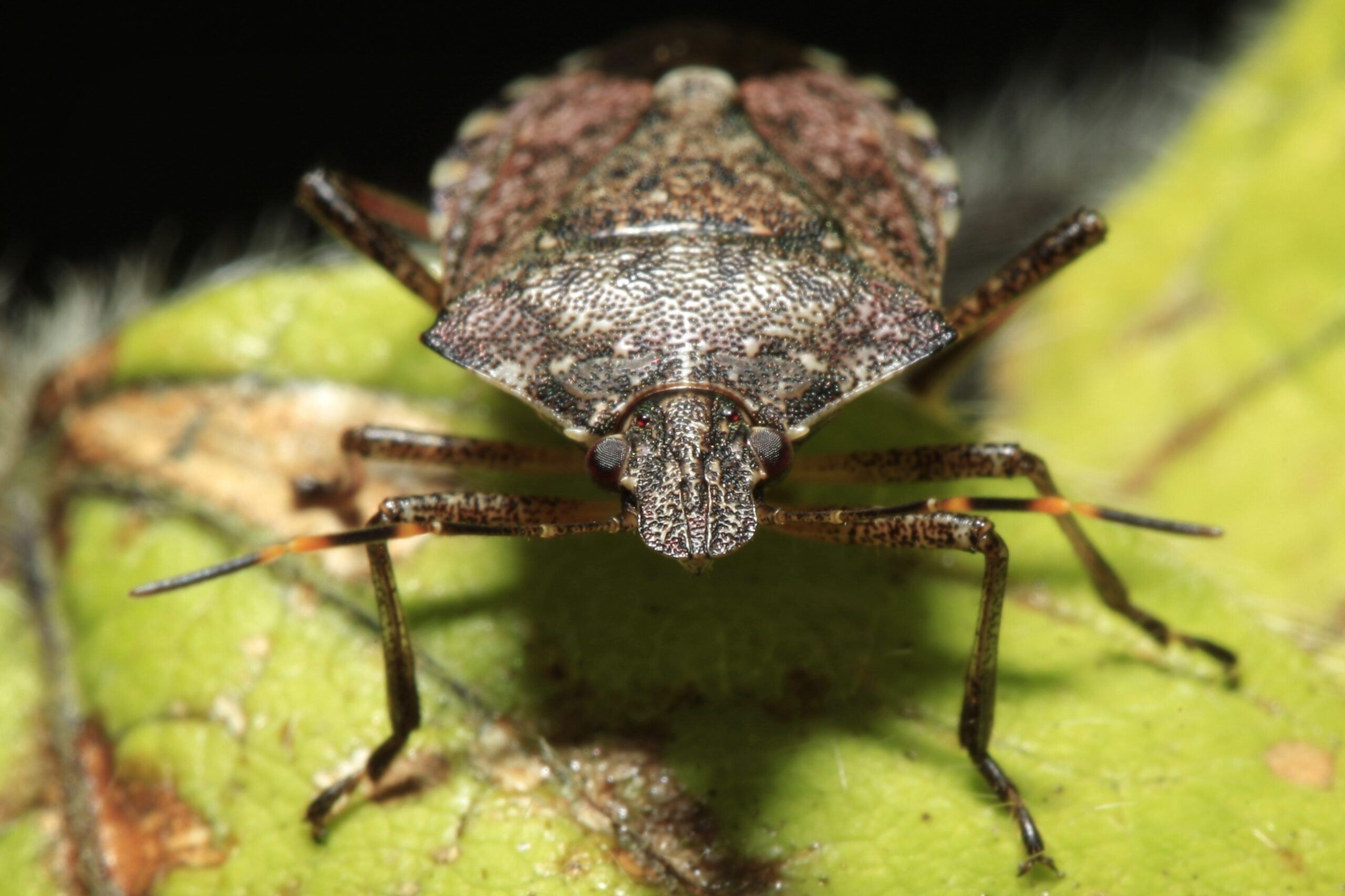 România, invadată de ploșnițele de cereale. Locuitorii din Delta Dunării nu mai știu cum să facă față insectelor