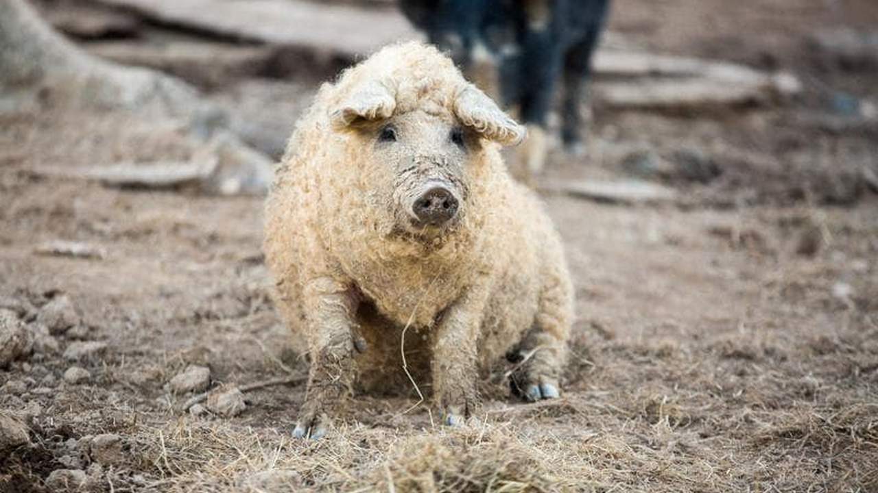 VIDEO. Cartierul Pipera din Nordul Bucureștiului, invadat de porci mangalița